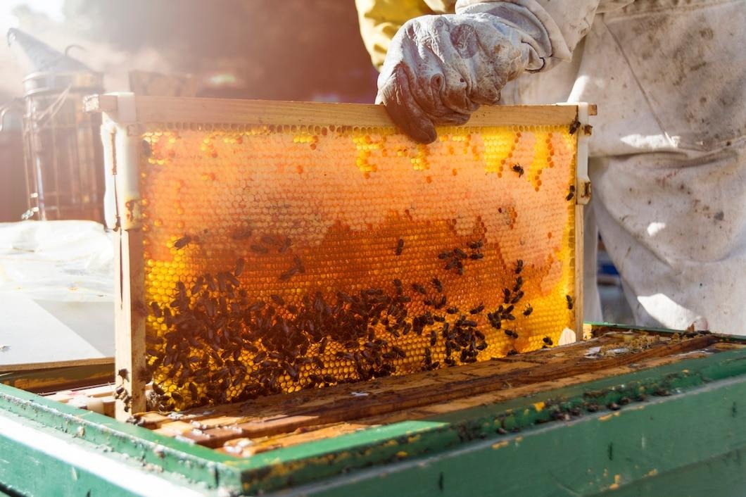 Everything You Need to Know About Bee Hive Management